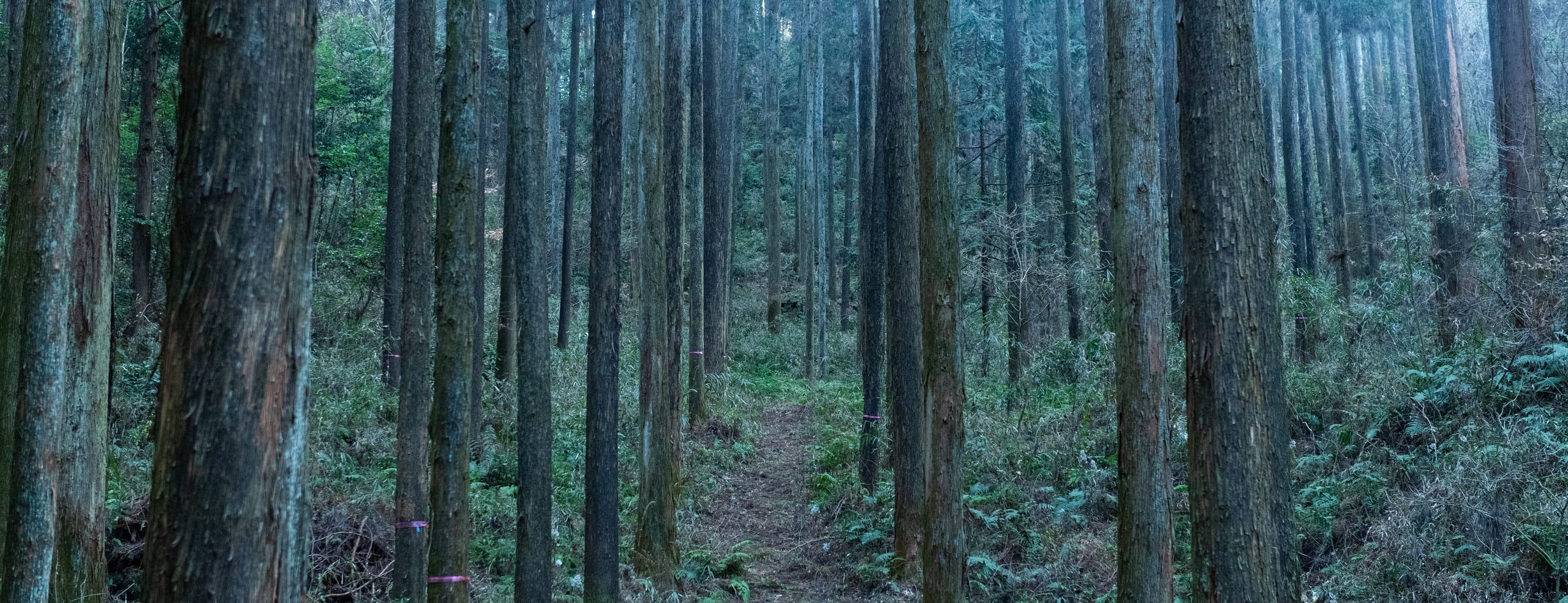 下草の中に踏み跡がのびる、樹齢80年以上のスギ・ヒノキの林