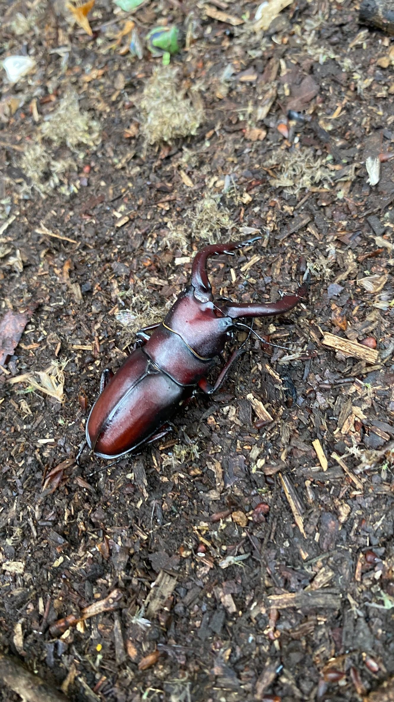 落ち葉の上を歩くノコギリクワガタ