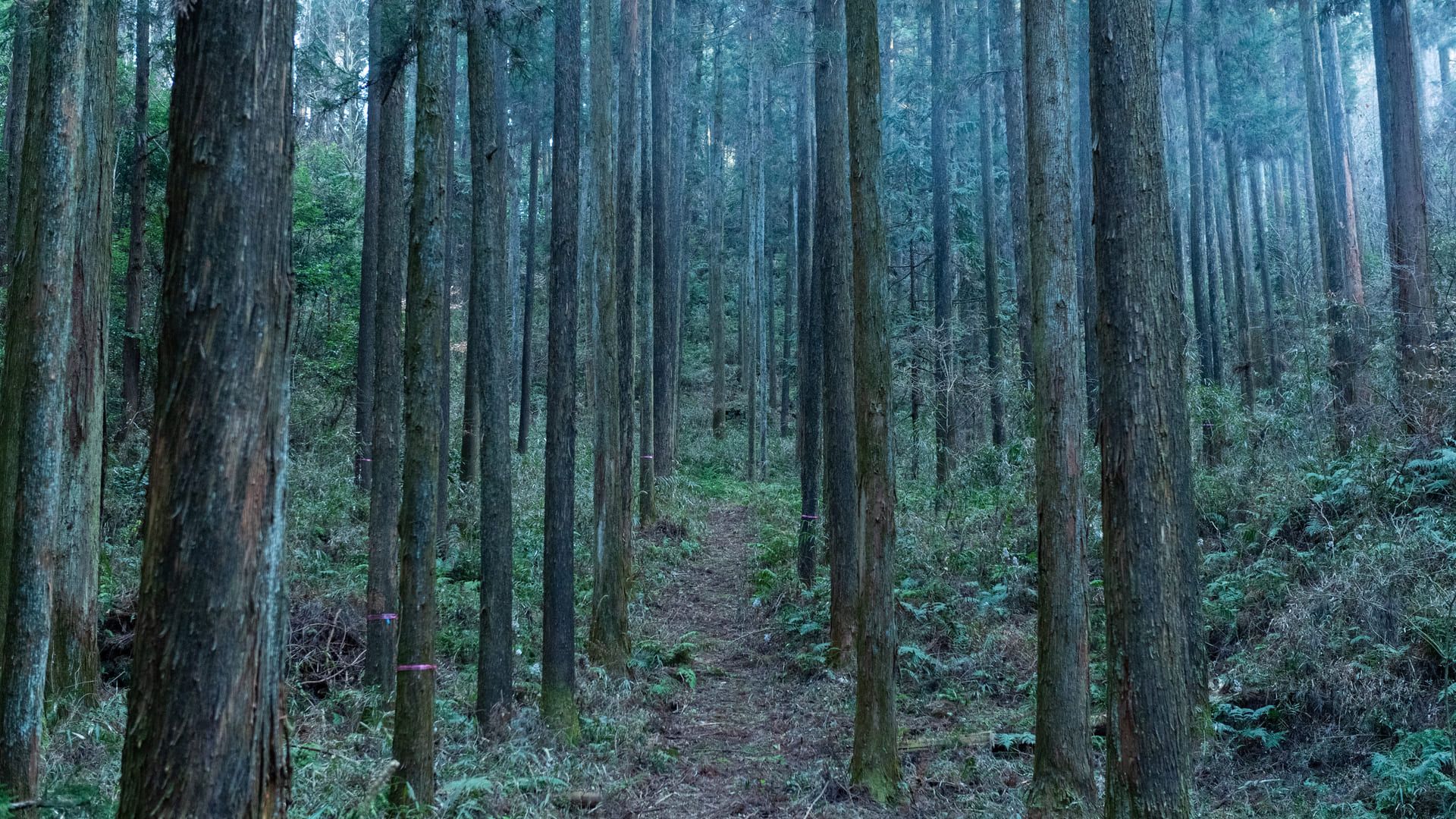 薄暮のスギ・ヒノキ林にのびる、下草を分けた踏み跡