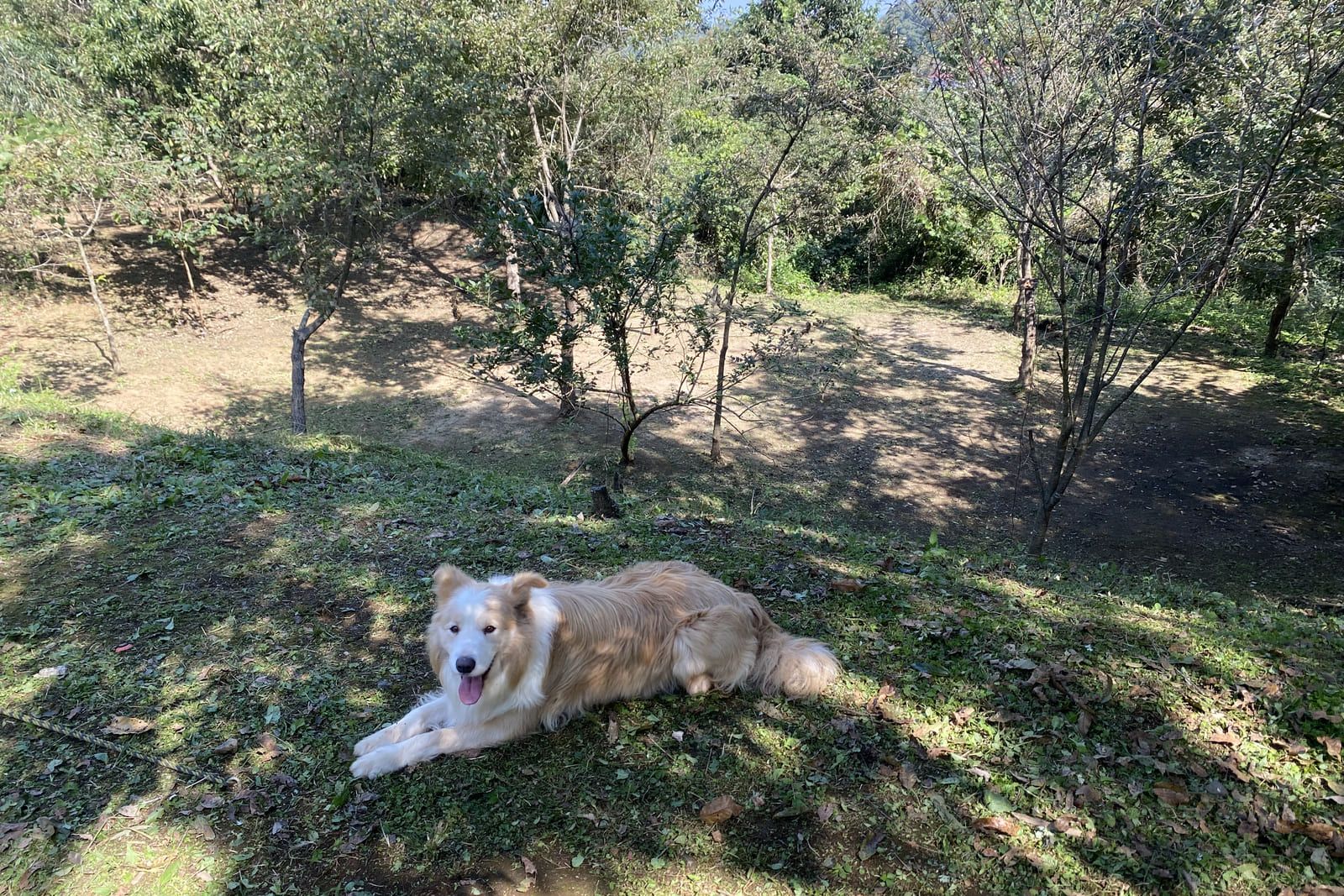 木陰の草地で休む犬