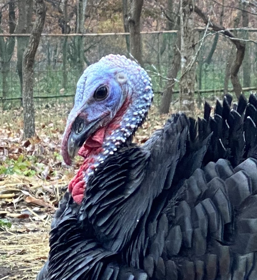 七面鳥 / おいらの森 / 栃木の森の中のキャンプ場 / 関東