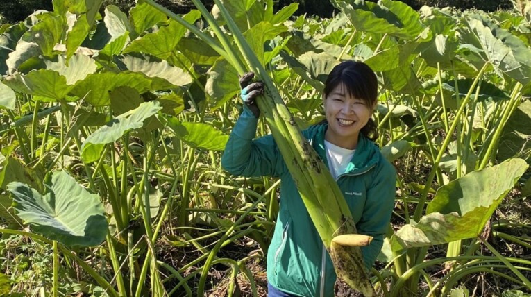 サトイモ掘り