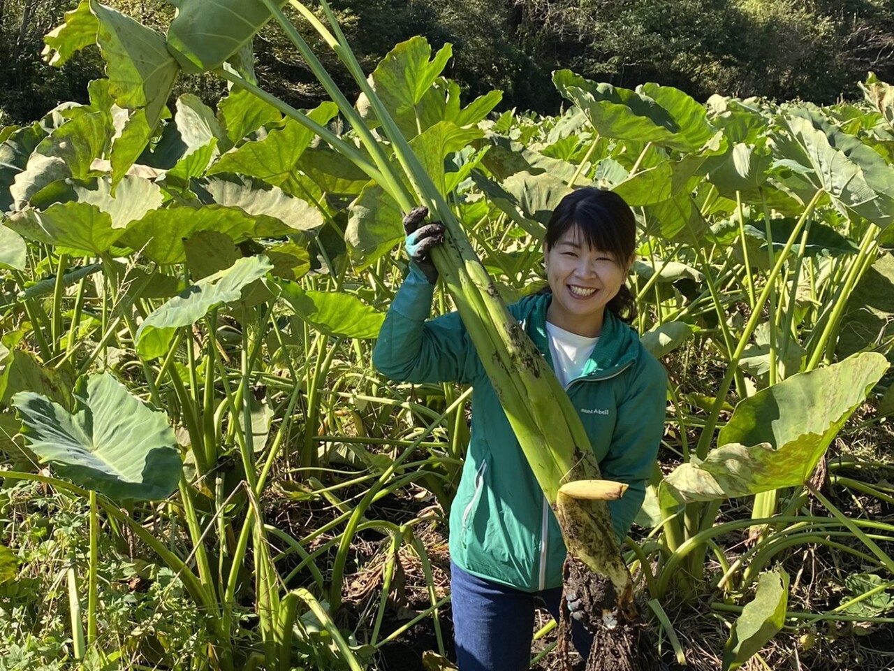 サトイモ掘り